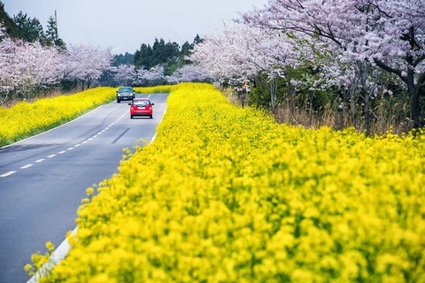 Tour du lịch Hàn Quốc:  Seoul - Đảo Jeju - Everland - Đảo Nami