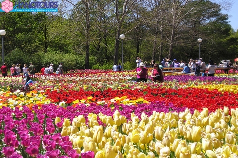 Du lịch Châu Âu tham dự lễ hội hoa Tuylip lớn nhất Thế Giới: Pháp - Bỉ - Hà Lan
