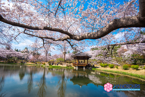 Tour du lịch Hàn Quốc 6 ngày 5 đêm mùa hoa anh đào: Busan - Jinhae - Seoul - Nami