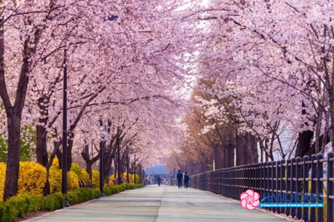 Tour du lịch Hàn Quốc 5 ngày 4 đêm no shopping mùa hoa anh đào - hè 2026: Seoul - Nami
