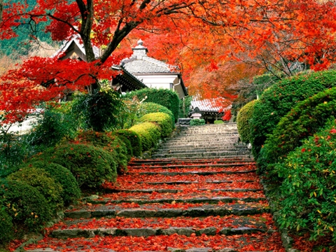 Tour Nhật Bản mùa Lá đỏ: Tokyo-Hakone-Fuji.Mt- Kyoto- Osaka
