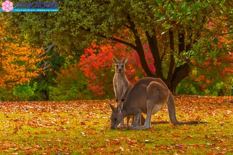 Du lịch Úc mùa thu vàng 2019: Sydney - Blue Mountian - Melbourne - Ballarat