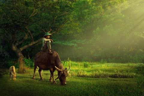 Sống giữa khung cảnh thiên nhiên mang lại những lợi ích sức khỏe đáng ngạc nhiên