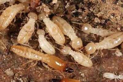 Địa chỉ Diệt mối hiệu quả - uy tín nhất, chỉ diệt một lần - hết mối bền vững 0931 809 443