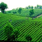 Bán tay co thủy lực tại Thái Nguyên