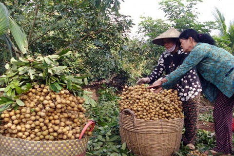 Đặc điểm nổi trội của giống nhãn Mỹ