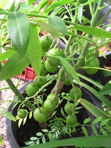 Kỹ thuật trồng và chăm sóc cây cóc Thái sai trĩu quả