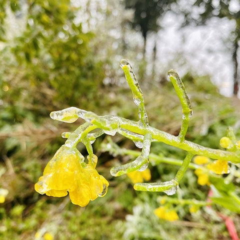 Tour Sapa-Hàm Rồng-Fansipan-Chợ Bắc Hà