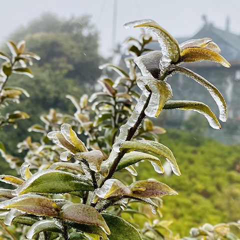 Tour Sapa - Hàm Rồng - Fansipan - Cát Cát - Chợ Bắc Hà