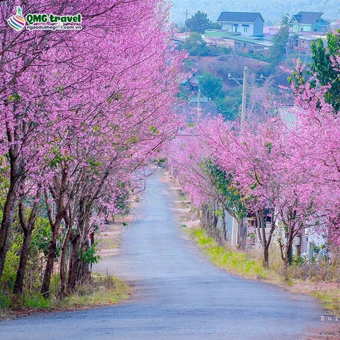 Đà Lạt-Thành phố ngàn hoa 3N2Đ