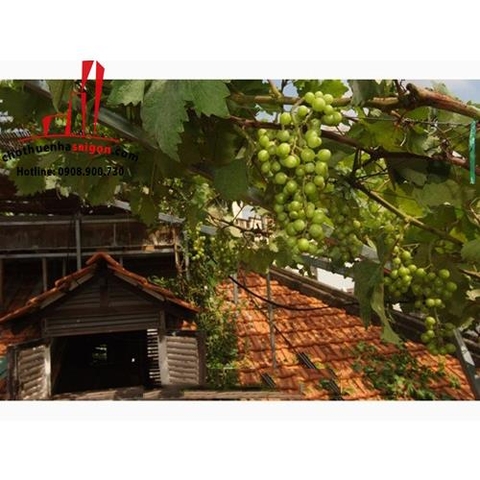 cho thuê biệt thự pháp trung tâm quận 3, đường lý chính thắng giá cho thuê:1500$/tháng