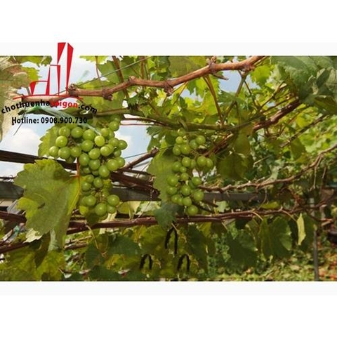 cho thuê biệt thự pháp trung tâm quận 3, đường lý chính thắng giá cho thuê:1500$/tháng