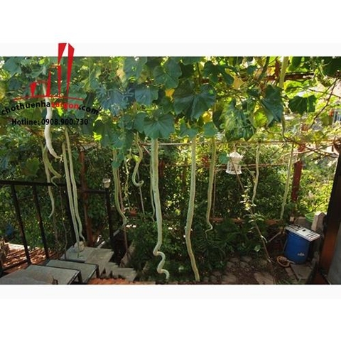 cho thuê biệt thự pháp trung tâm quận 3, đường lý chính thắng giá cho thuê:1500$/tháng