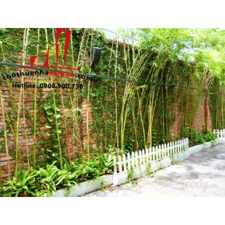 cho thuê biệt thự sân vườn đường hồ biểu chánh, quận phú nhuận