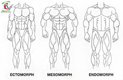 Khám phá cơ thể bạn thuộc tạng người nào?