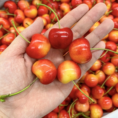 Cherry Vàng Rainier Mỹ