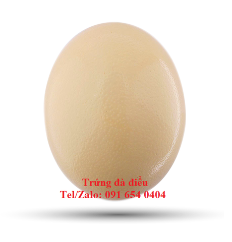 Trứng Đà Điểu