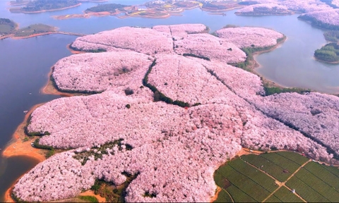 Tour Quý Châu ngắm anh đào 4 ngày 3 đêm