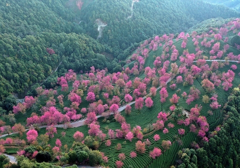 Rừng hoa anh đào Nghi Lương