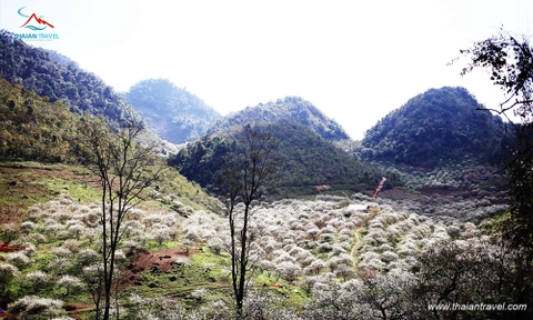 Tour Mộc châu - Tà Xùa 2 ngày 1 đêm Cầu kính Bạch Long, săn mây Tà Xùa