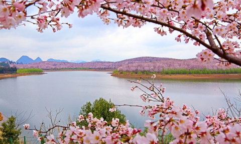 Tour Quý Châu ngắm anh đào 4 ngày 3 đêm