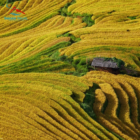 Tour Tà Xùa - Xím Vàng 2 ngày 1 đêm - Tây Bắc mùa lúa chín