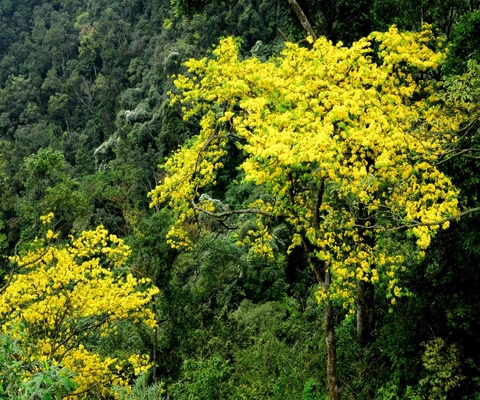 Tour Yên Tử - Làng Nương 2 ngày 1 đêm từ Hà Nội