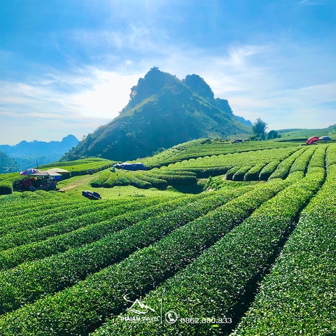 Tour Mộc Châu - Mai Châu