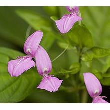 LÁ CẨM KHÔ - 100gr