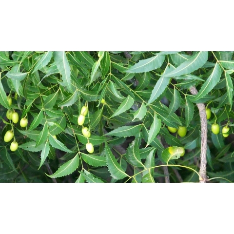 LÁ NEEM KHÔ -200gr