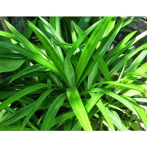 BỘT LÁ DỨA (BỘT LÁ NẾP) - 200g