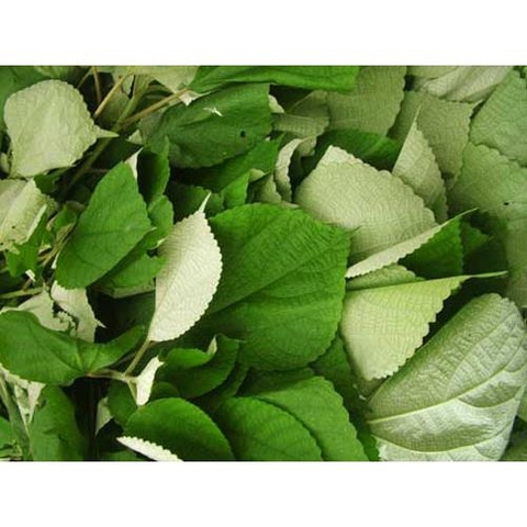 BỘT LÁ GAI - 200gr
