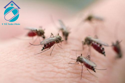 Những triệu chứng của bệnh sốt xuất huyết và phương pháp phòng tránh?