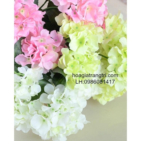 Hoa tú cầu
