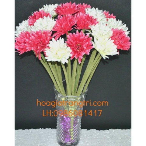 Hoa đồng tiền
