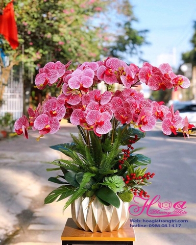 Chậu lan hồ điệp cao su