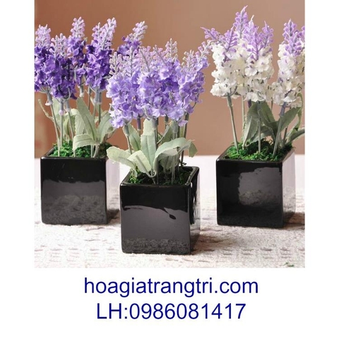 Hoa oải hương