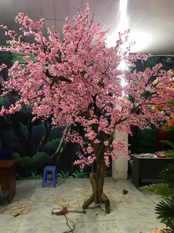 Cây Hoa anh đào