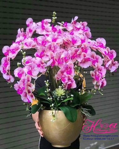 Chậu lan hồ điệp cao su
