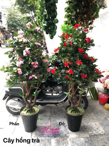 Cây hồng trà giả, cây giả Hà Nội