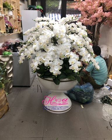 Hoa giả-Chậu lan hồ điệp trắng