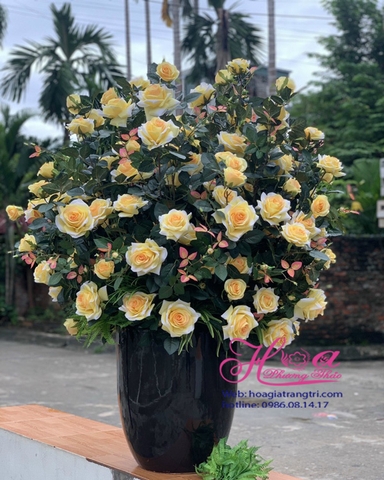 Chậu hoa hồng vàng