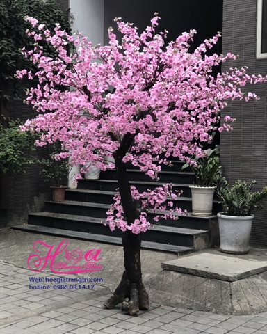 Cây hoa giả-Cây hoa đào phai