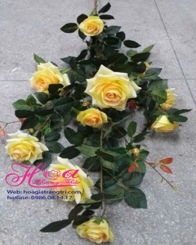 Cây hoa hồng vàng HC222