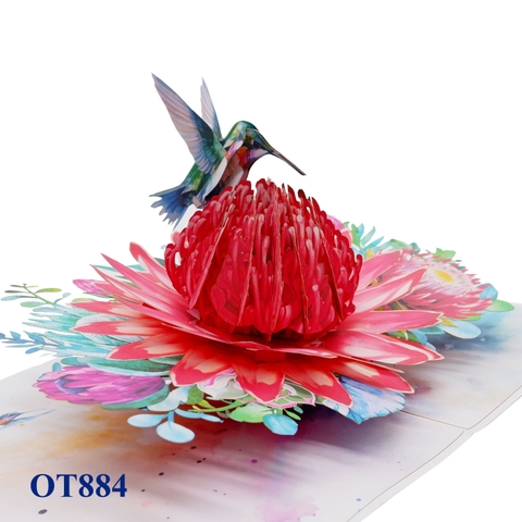 Red Waratah Flower Hummingbird Pop Up Card