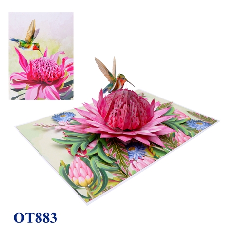 Pink Waratah Flowers Hummingbird Pop Up Card
