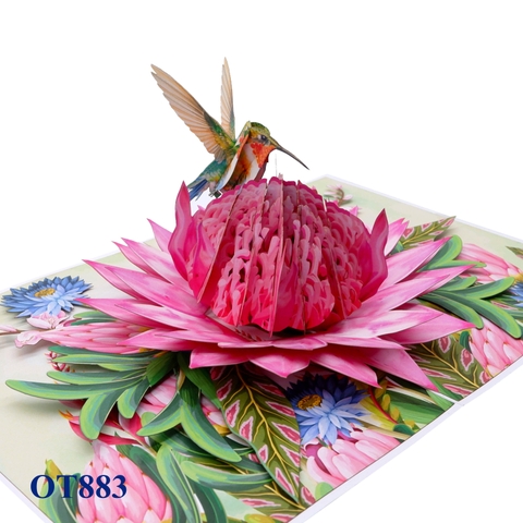 Pink Waratah Flowers Hummingbird Pop Up Card