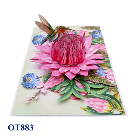 Pink Waratah Flowers Hummingbird Pop Up Card