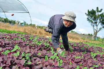 Đà Nẵng tăng tốc làm nông nghiệp hữu cơ