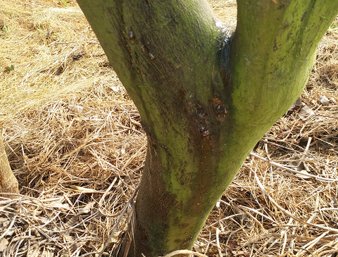 Cách phòng và trị bệnh xì mủ trên cây có múi